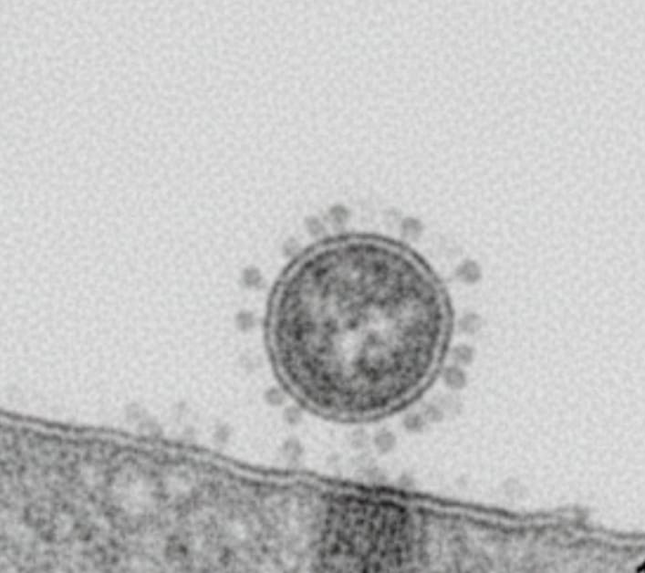 Apakah Kekebalan Kelompok Pasca Pandemi Mengurangi Risiko Munculnya Coronavirus Baru dari Hewan?